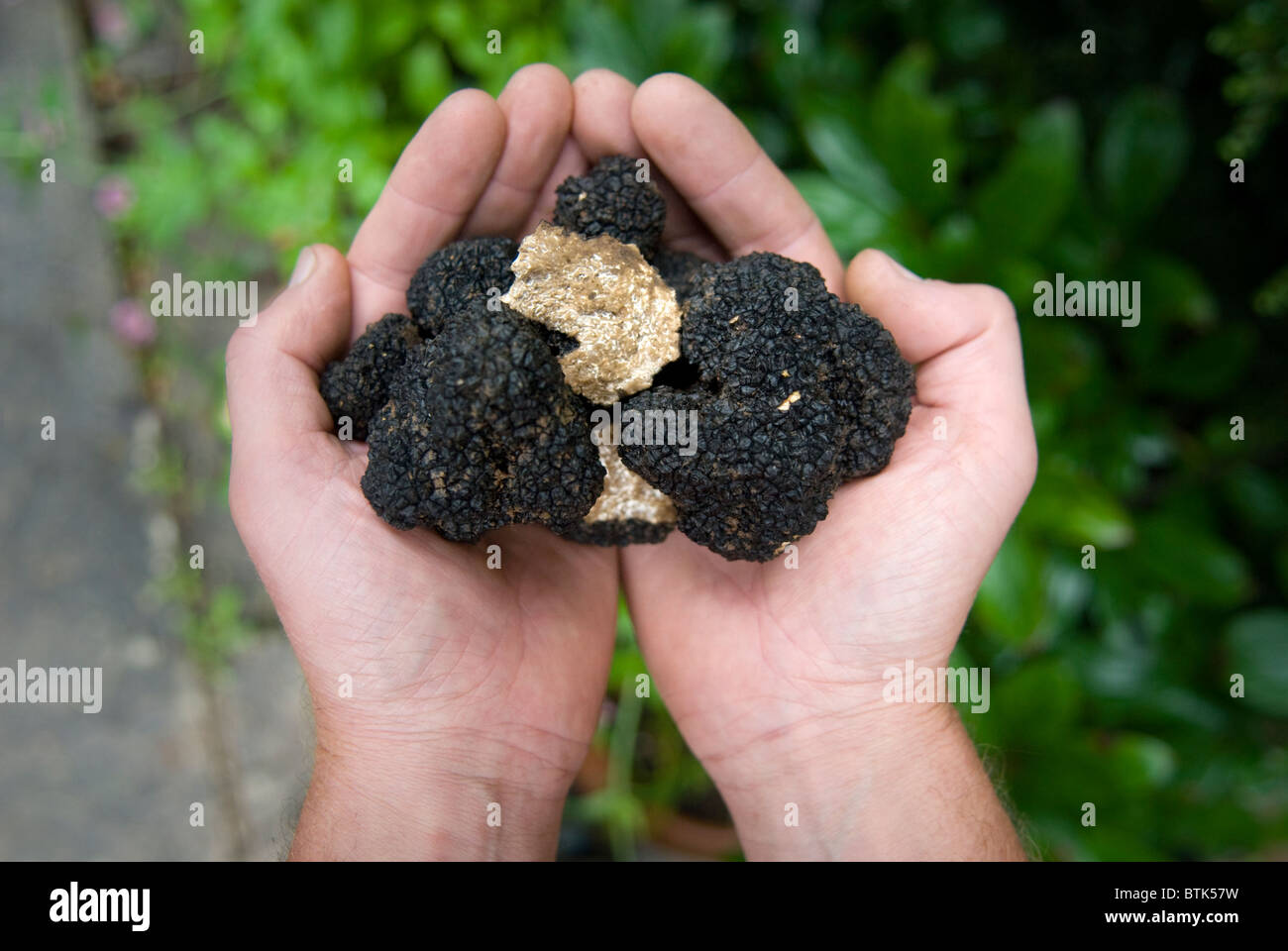 Black truffles uk hires stock photography and images Alamy