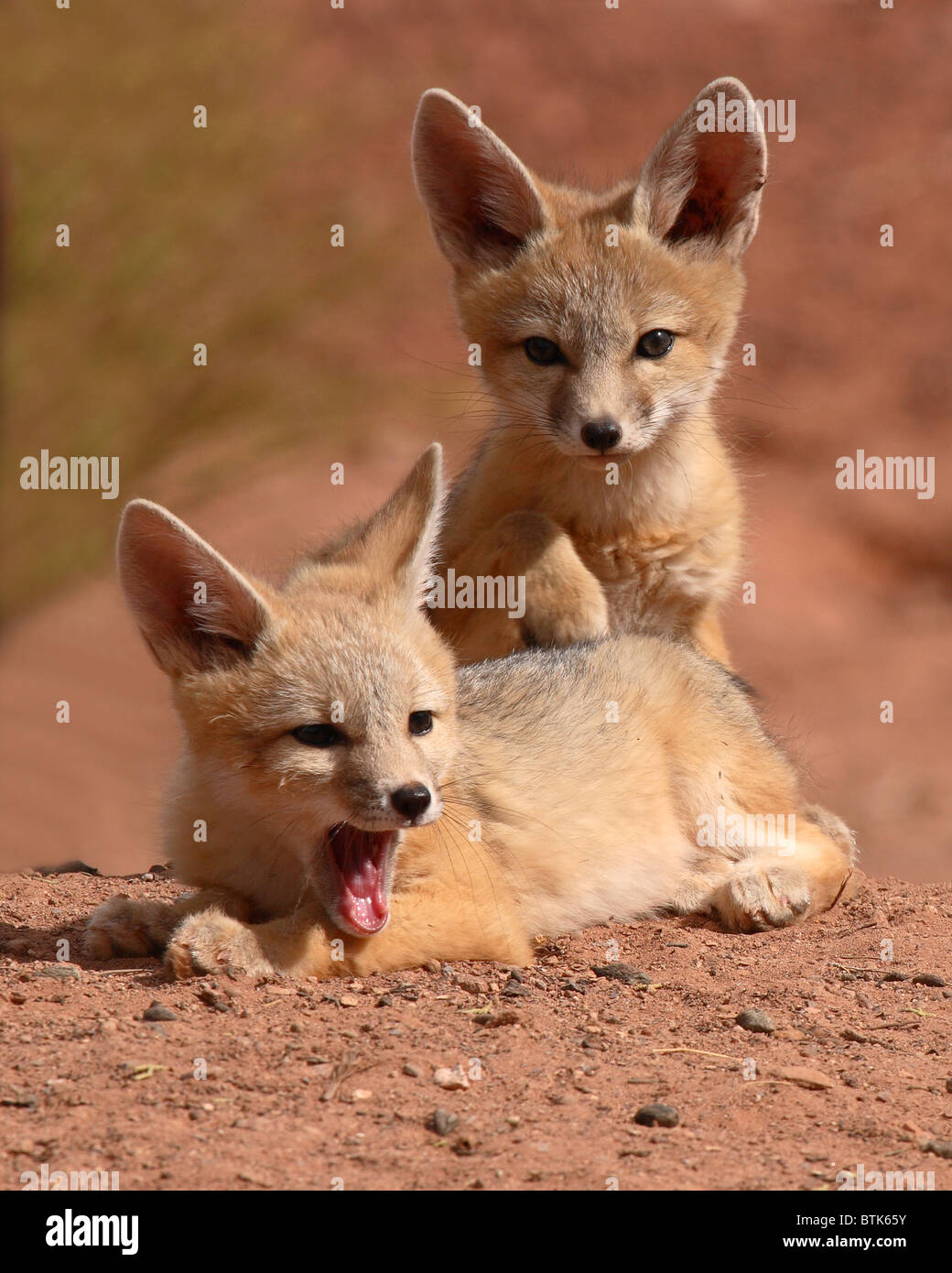 A pair of twin Kit Fox puppies outside their den in Utah Stock Photo