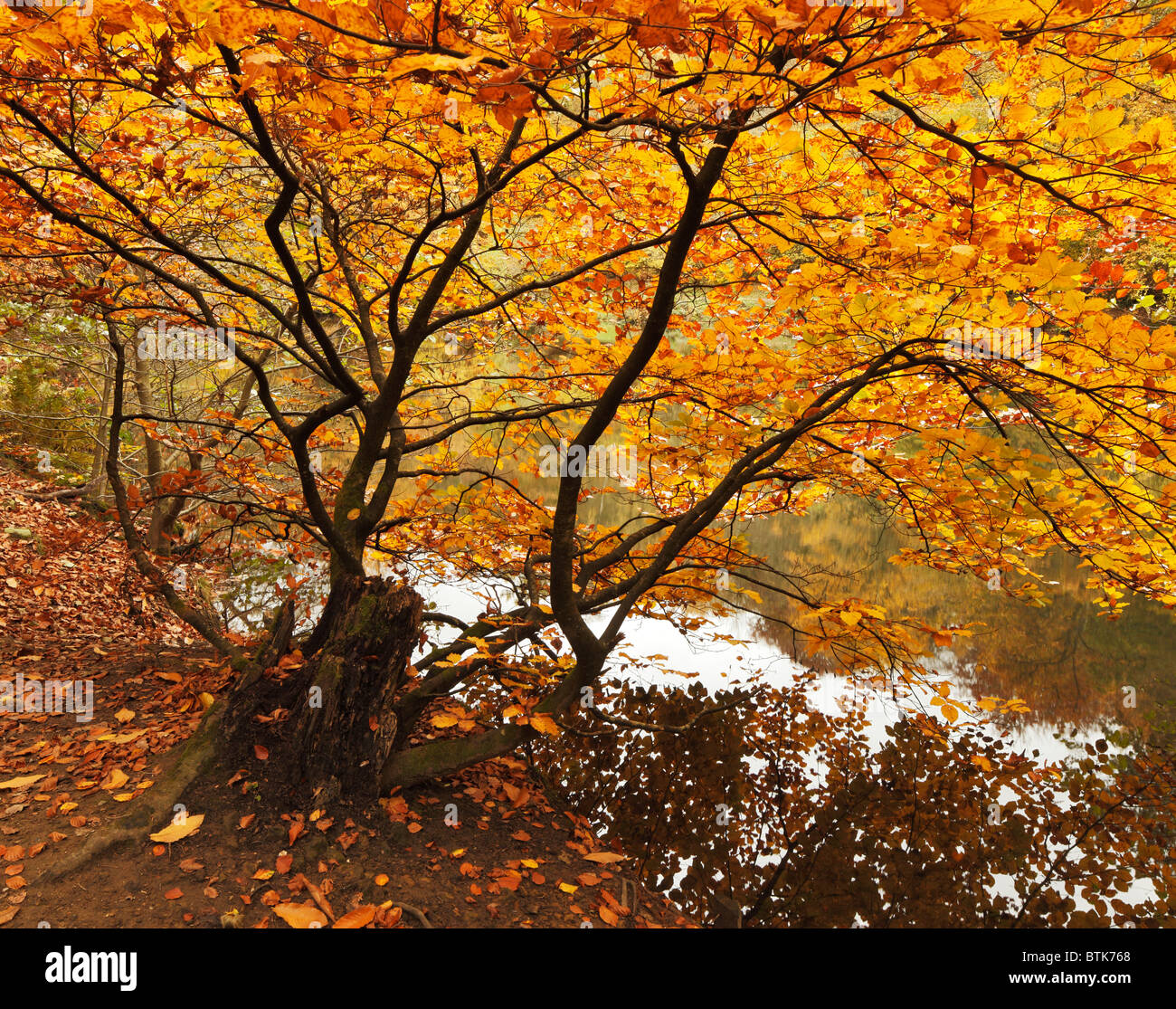 Autumn leaves. Stock Photo