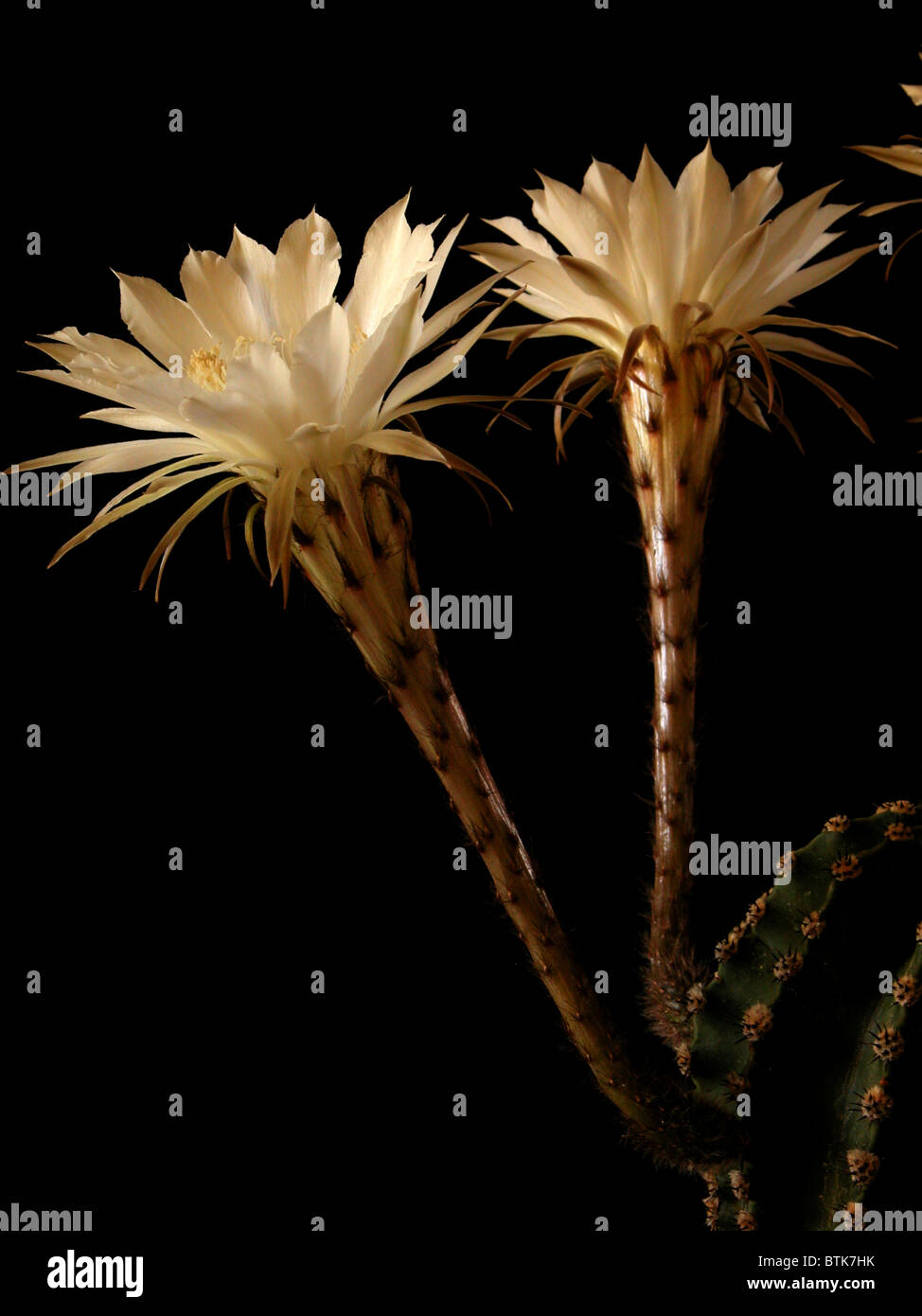 cactus-yards-hi-res-stock-photography-and-images-alamy