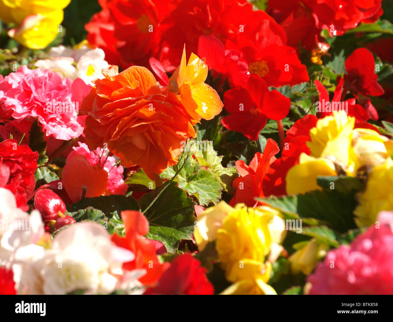 Colourful flowers, UK Stock Photo Alamy