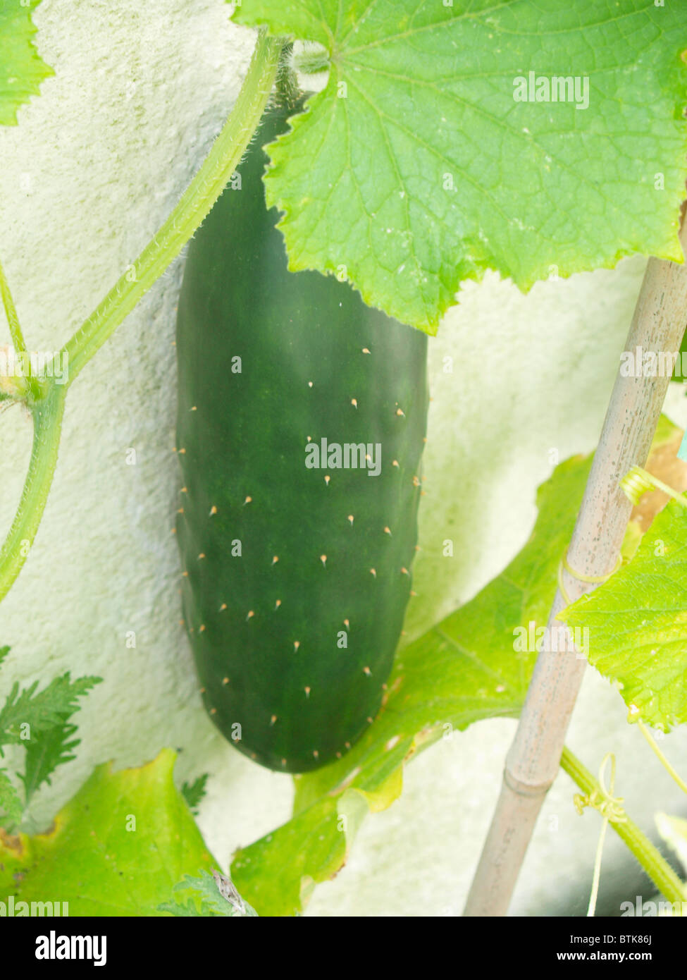 Cucumber growing, UK Stock Photo Alamy