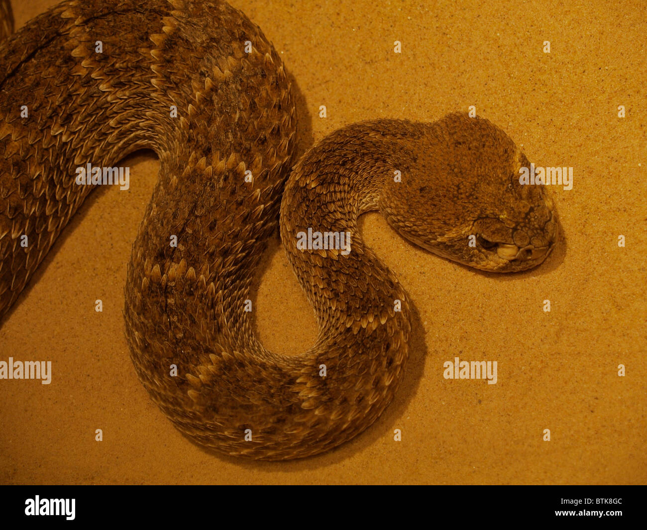 Rattle snake Stock Photo