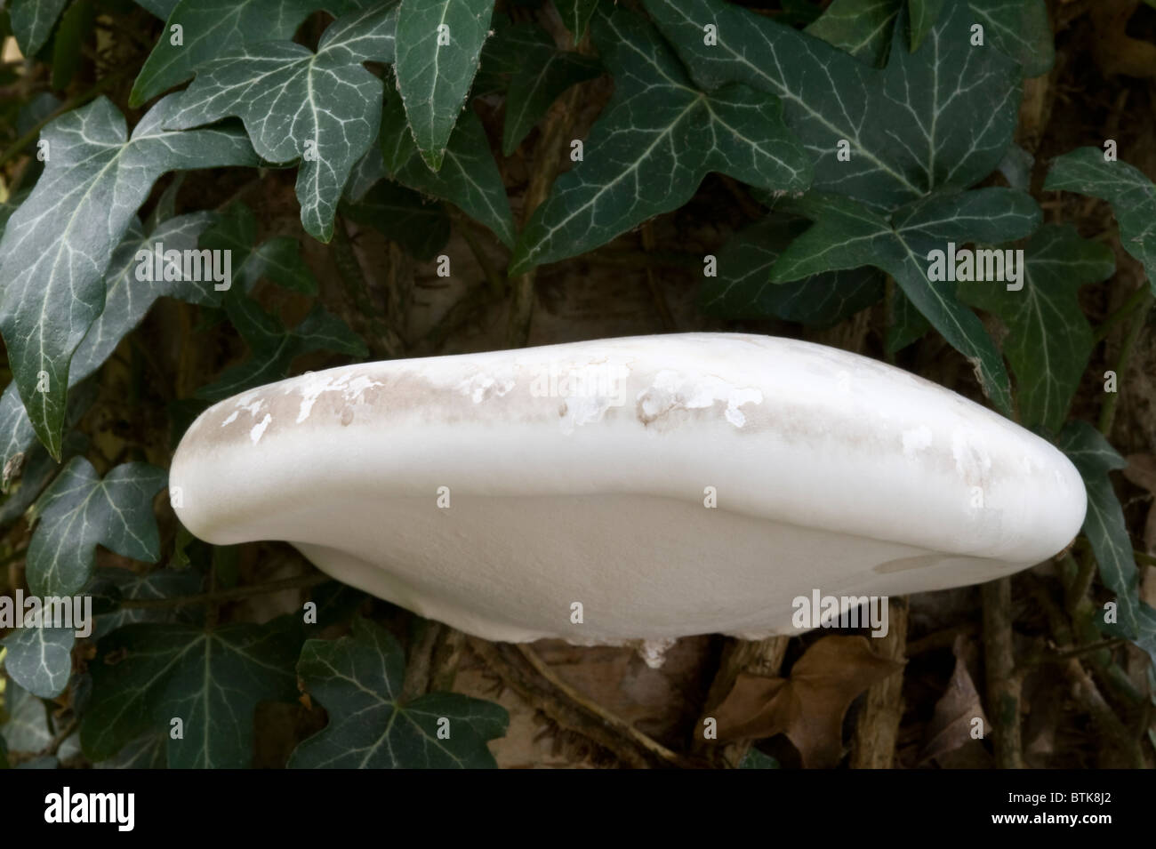 Razorstrop Fungus (Piptoporus betulinus) grows on the trunk of birch