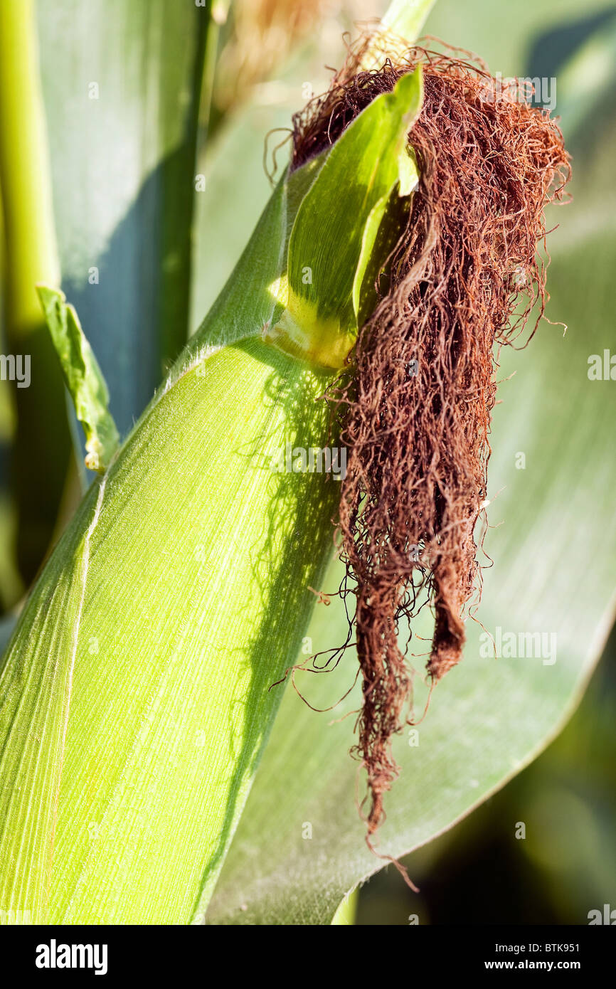 Corn husk hires stock photography and images Alamy