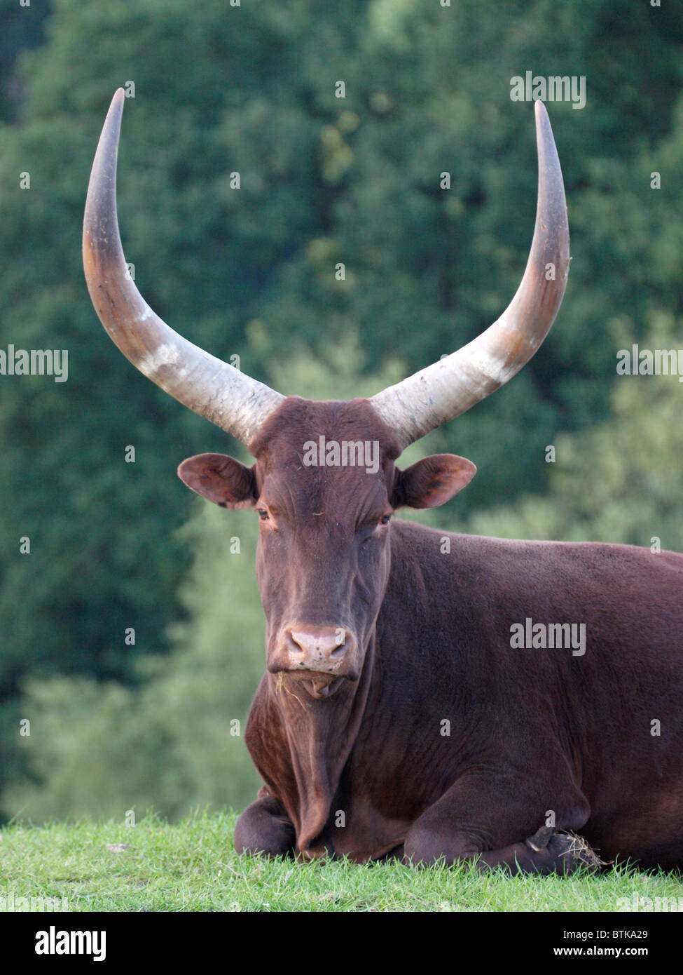 AnkoleWatusi Cattle, also called Ankole or Watusi Cattle at UK safari