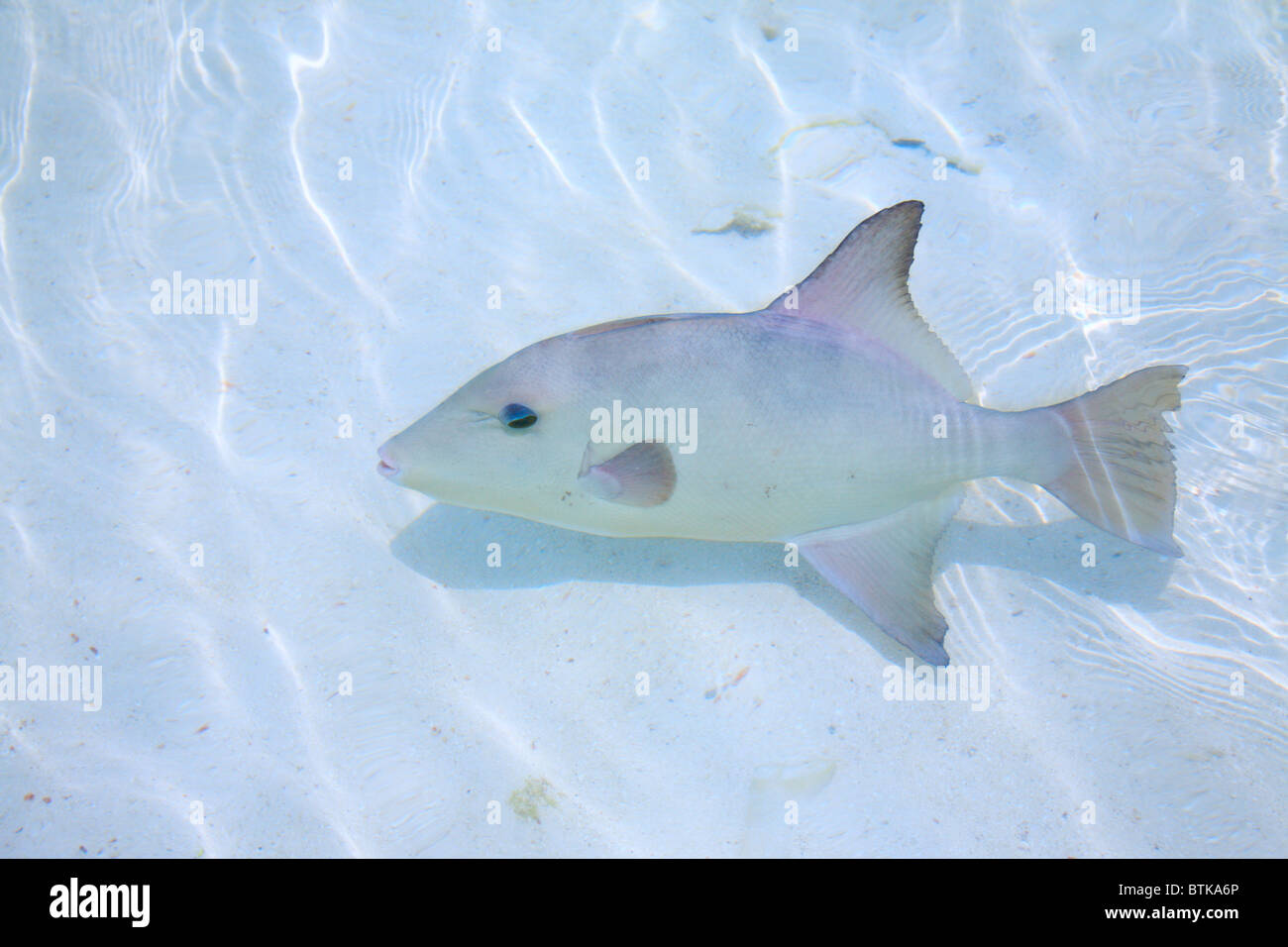 Shallow sea fish caribbean hires stock photography and images Alamy