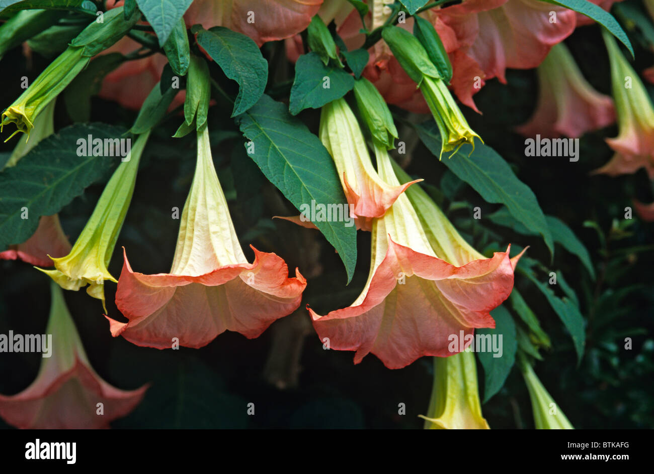 Flowering Brugmansia 'Frosty Pink' in close up Stock Photo