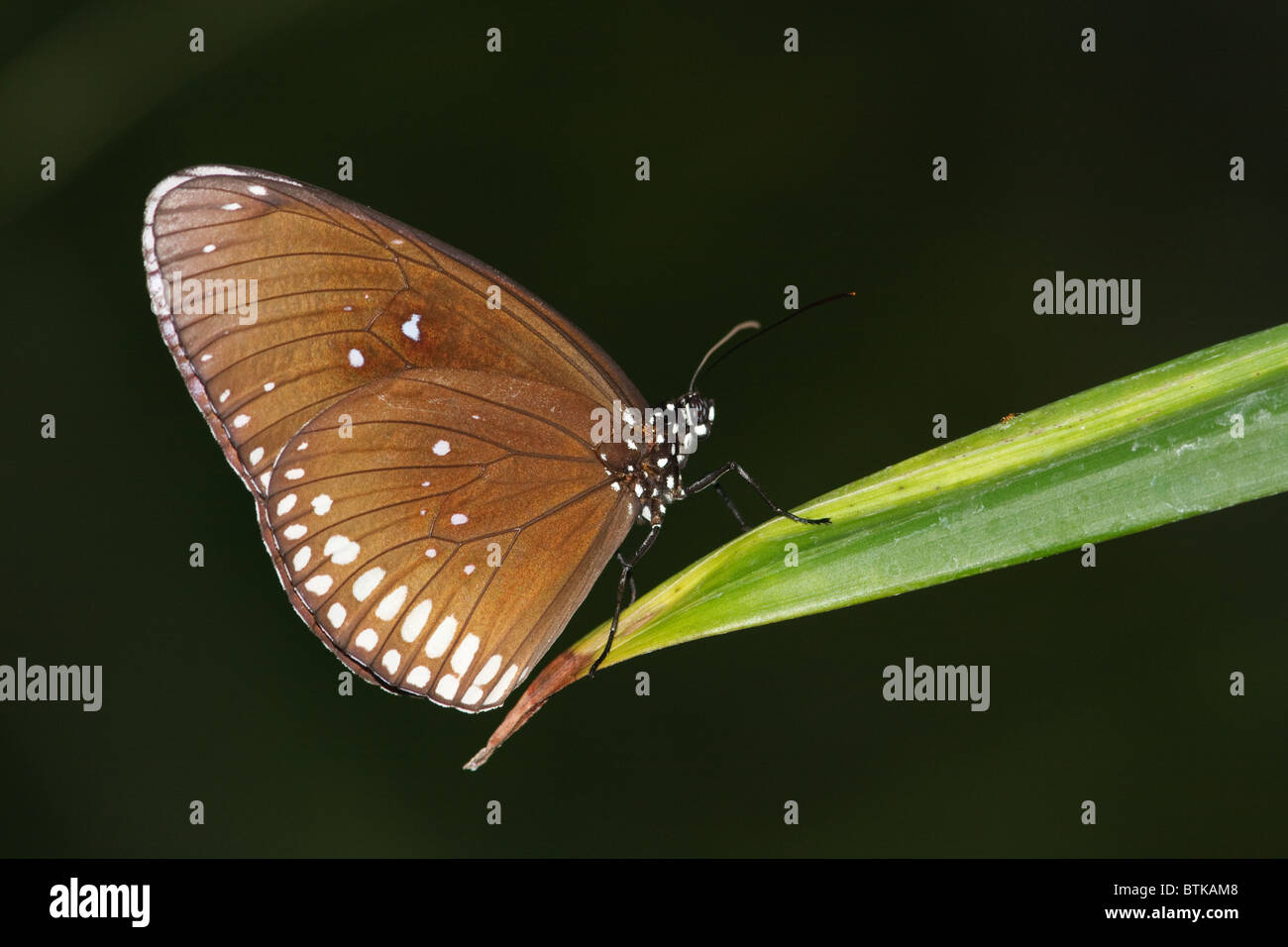 Common Crow butterfly (Euploea Core) (captive) sitting on a green leave at Emmen Zoo Stock Photo