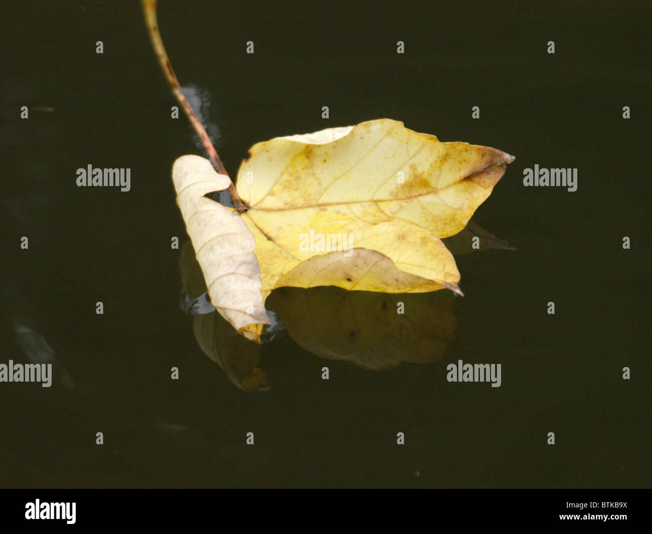 Autumn leaf floating down the river Stock Photo - Alamy