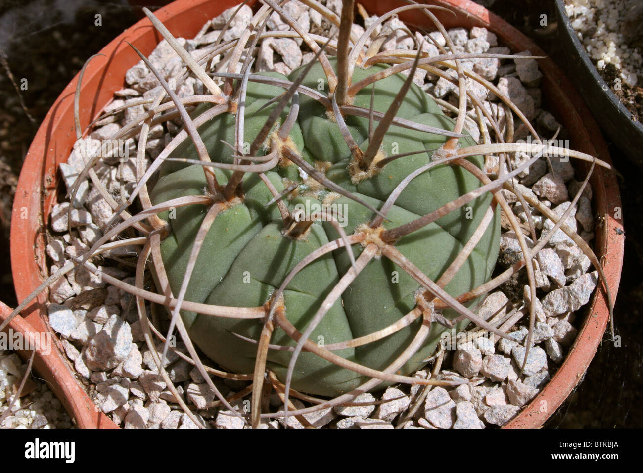 monstera house 160 main image 1