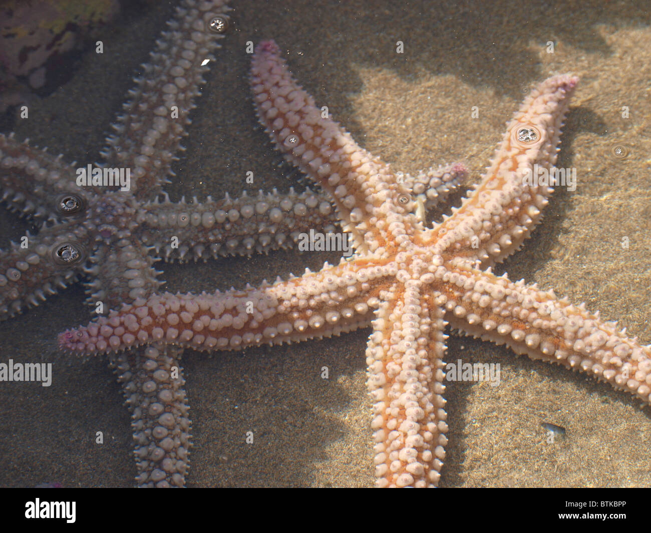 Two large starfish in a rockpool, Cornwall, UK Stock Photo