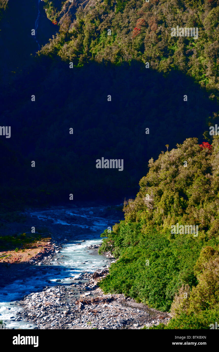 Rata Trees,Waiho River,Near Franz Josef,Westland National Park,South Island,New Zealand Stock Photo