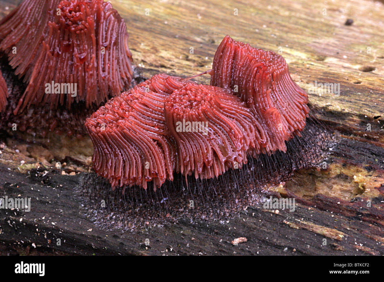 Slime mould (Stemonitis fusca), immature fruit-bodies on a log, UK. Stock Photo