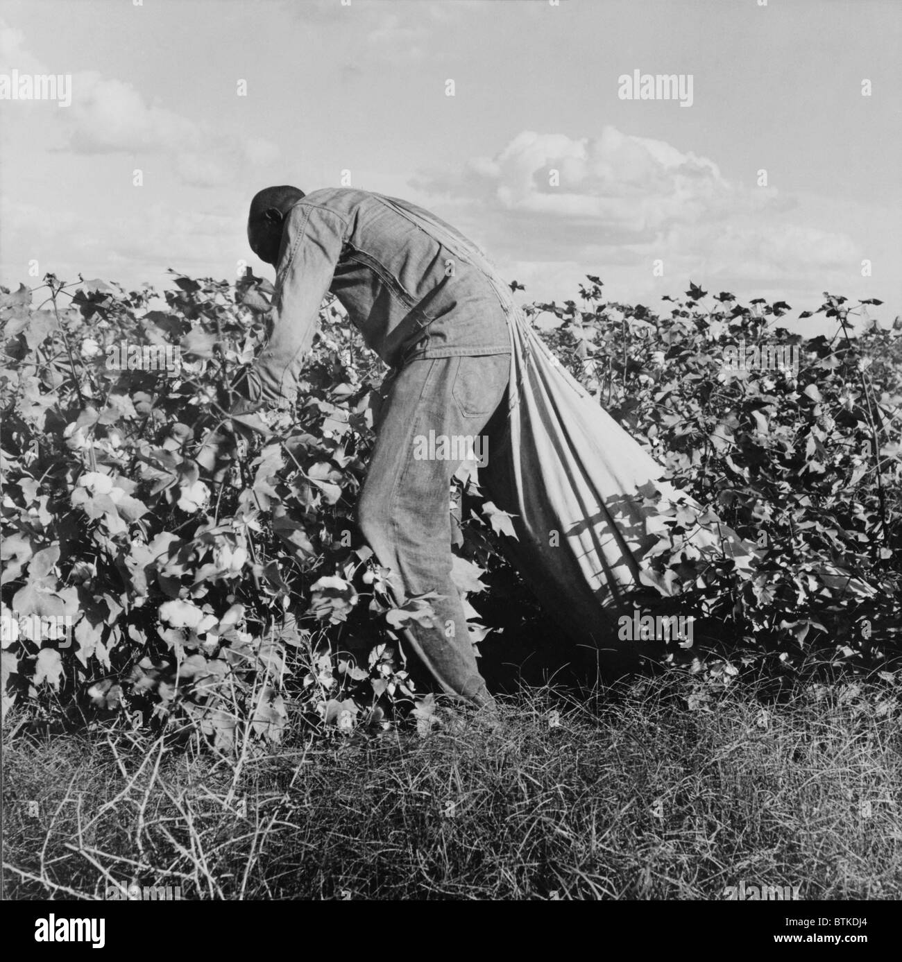 Migratory field worker picking cotton for 75 cents per hundred pounds in San Joaquin Valley, California. At this time cotton was selling for less than $10 a pound. A good worker could pick 200 pounds a day in optimal conditions. Nov. 1938 photo by Dorothea Lange. Stock Photo