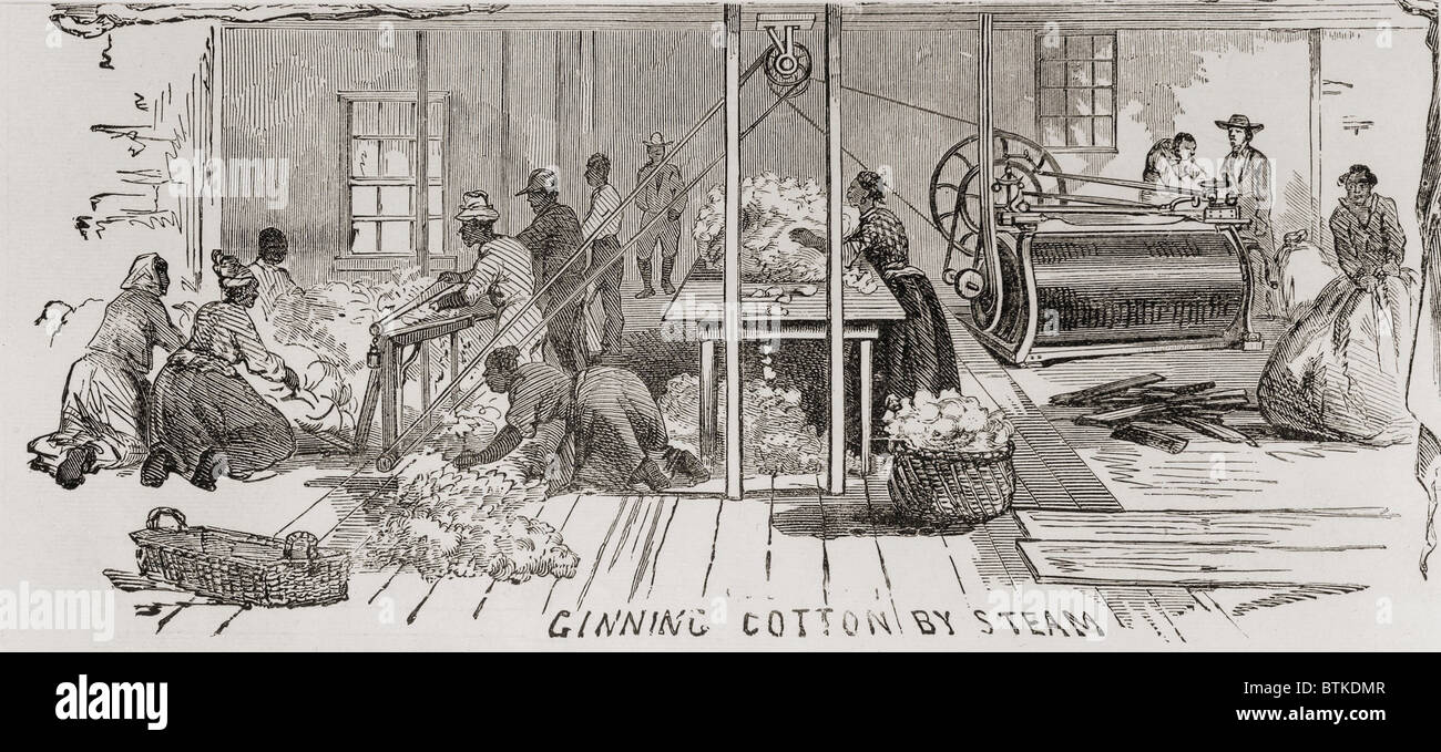 Ginning cotton by steam powered gin in 1861. U.S. cotton production supplied the textile mills of the U.S. North and Britain, and accounted for 57% of U.S. exports in 1860. Stock Photo