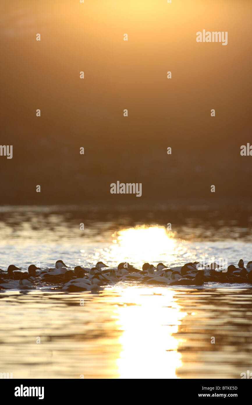 sea ducks in silhouette in setting sun Stock Photo