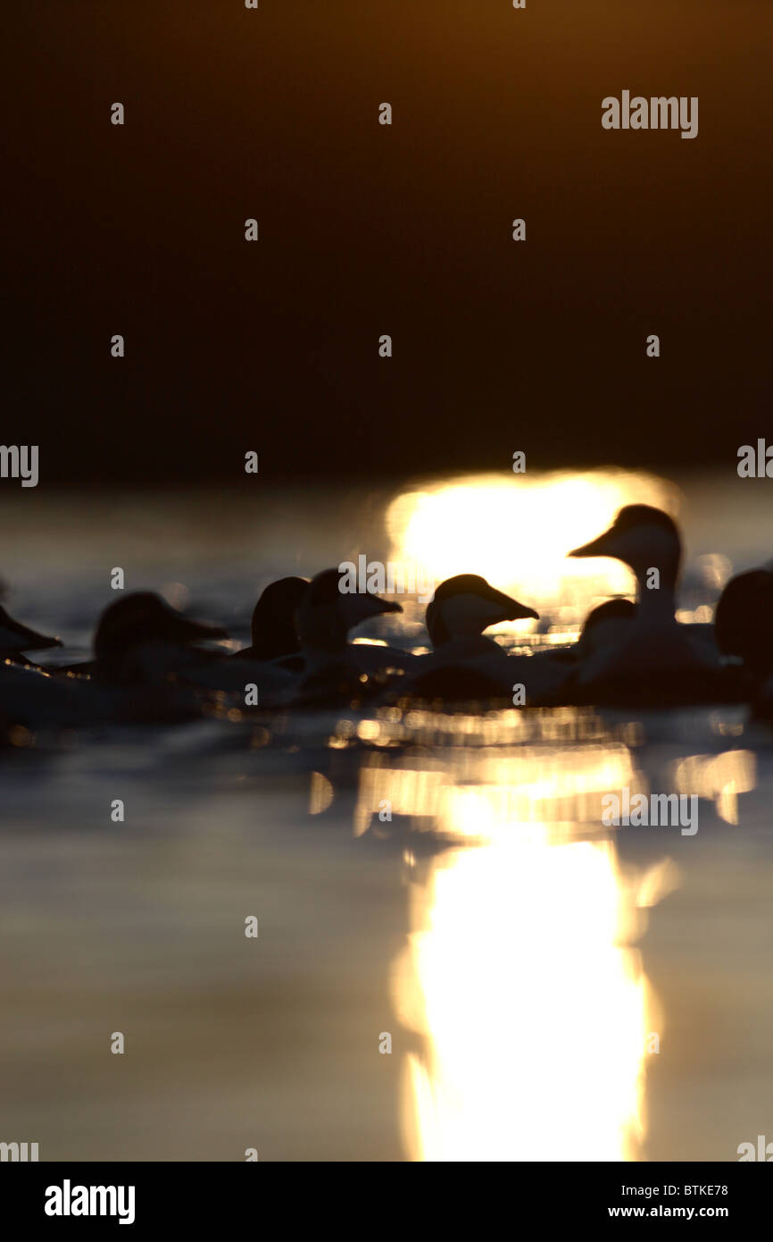 sea ducks in silhouette in setting sun Stock Photo