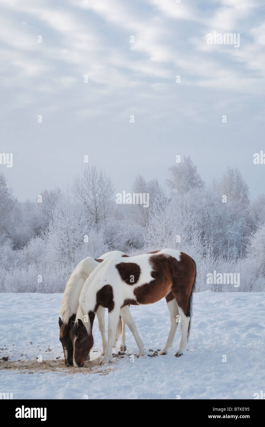 Two horses eating with frosted trees in the background Strathcona