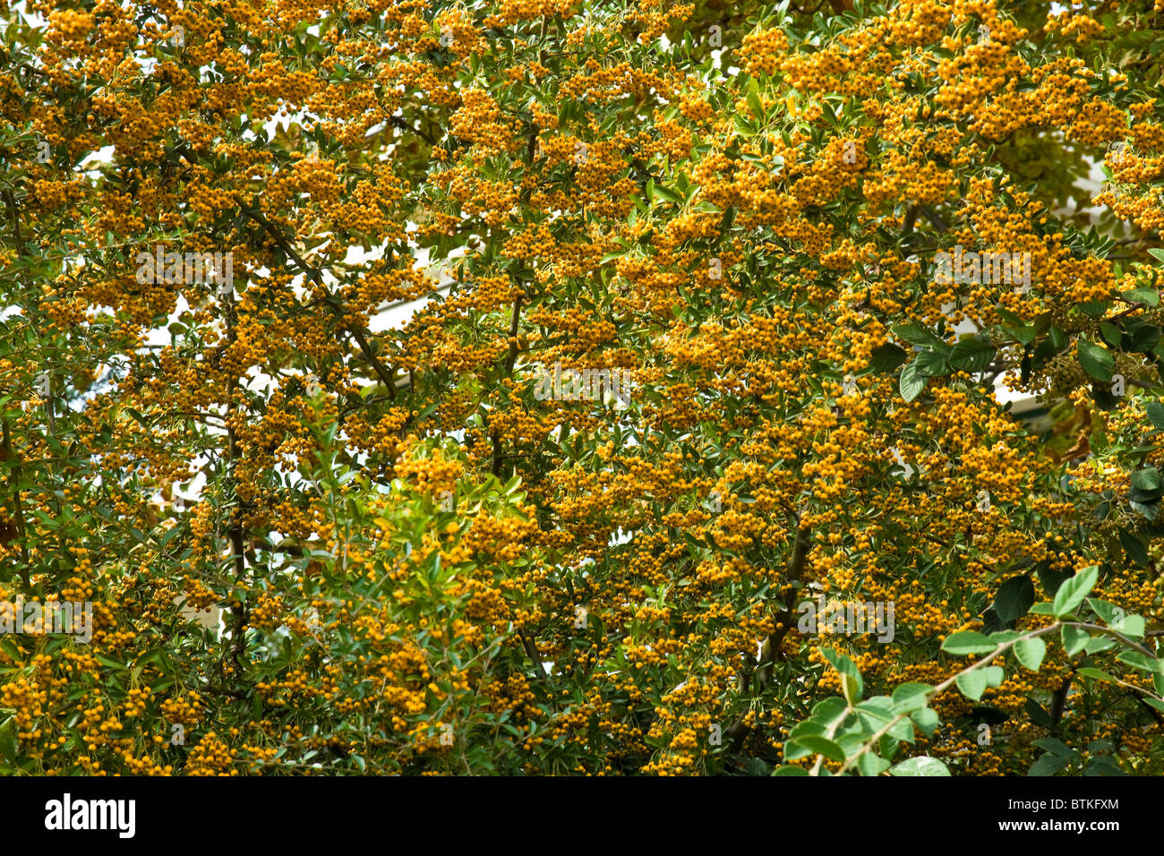 Yellow Berries, Public Park, Paris, France Stock Photo Alamy