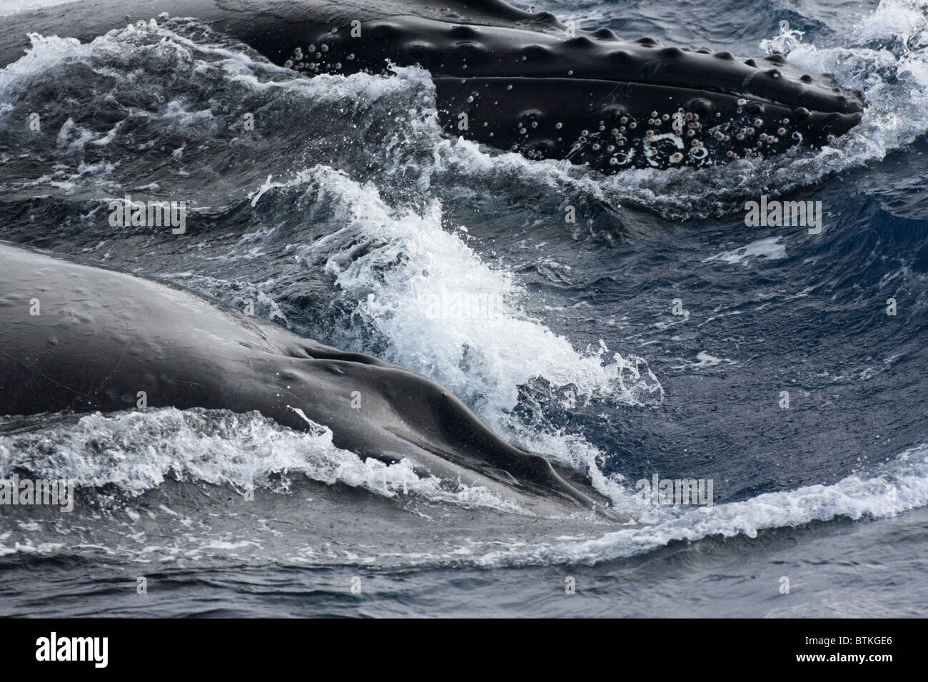 Surfacing humpback whales hi-res stock photography and images - Alamy