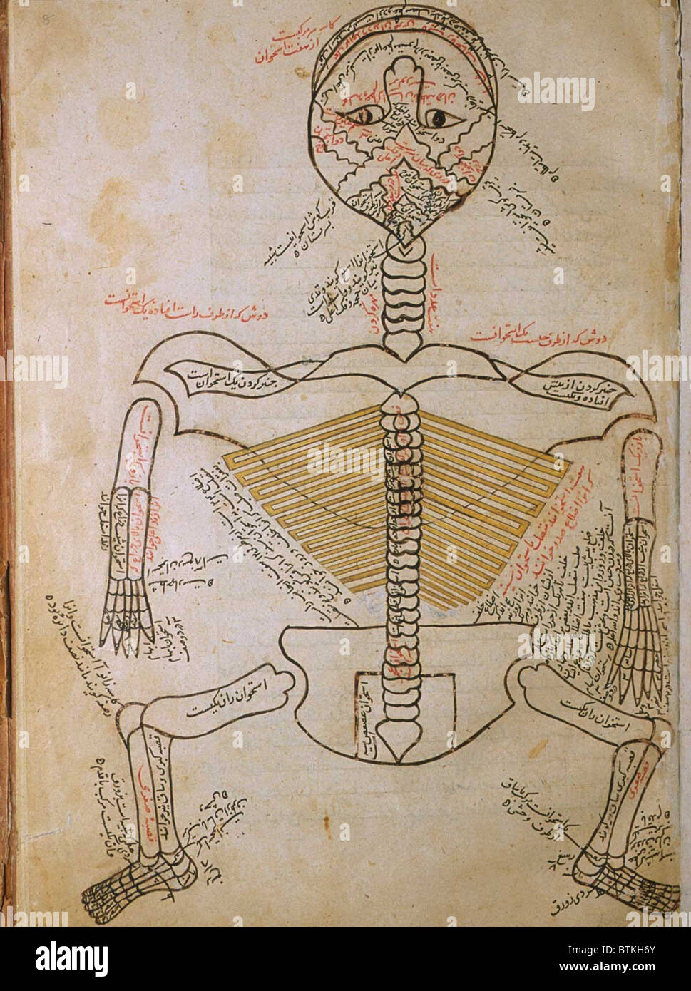 The human skeleton, from MANSUR'S ANATOMY, by the Persian scholar and physician, Mansur ibn Ilyas (ca. 1370-1423). The skeleton, is viewed from behind with the head hyperextended so that the mouth is at the top of the page. Ca. 15th or early 16th-century. Stock Photo