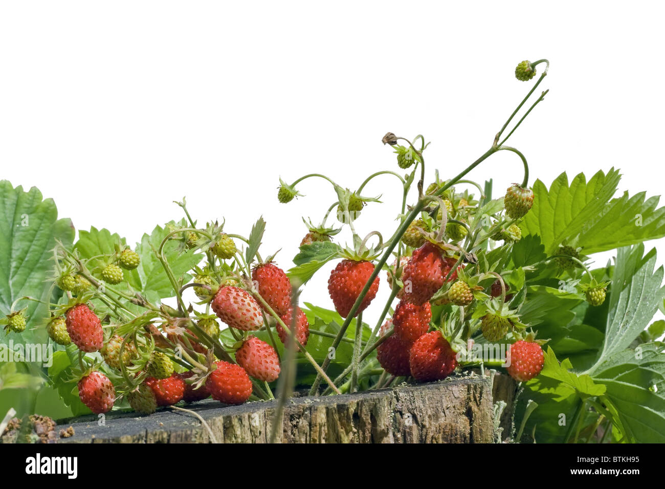 wild strawberry Stock Photo