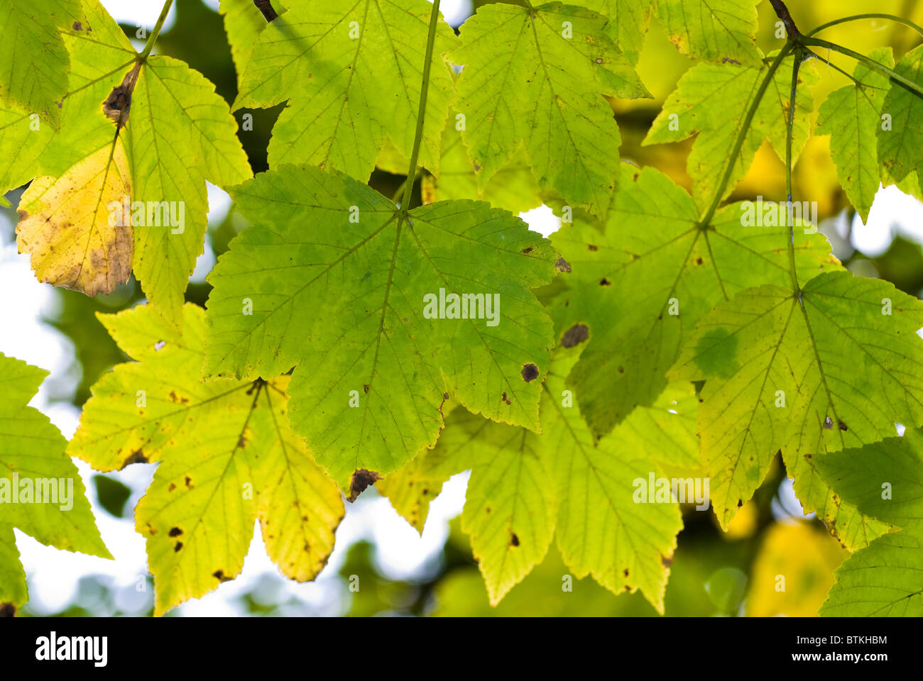 Tree leaves changing colour hi-res stock photography and images - Alamy