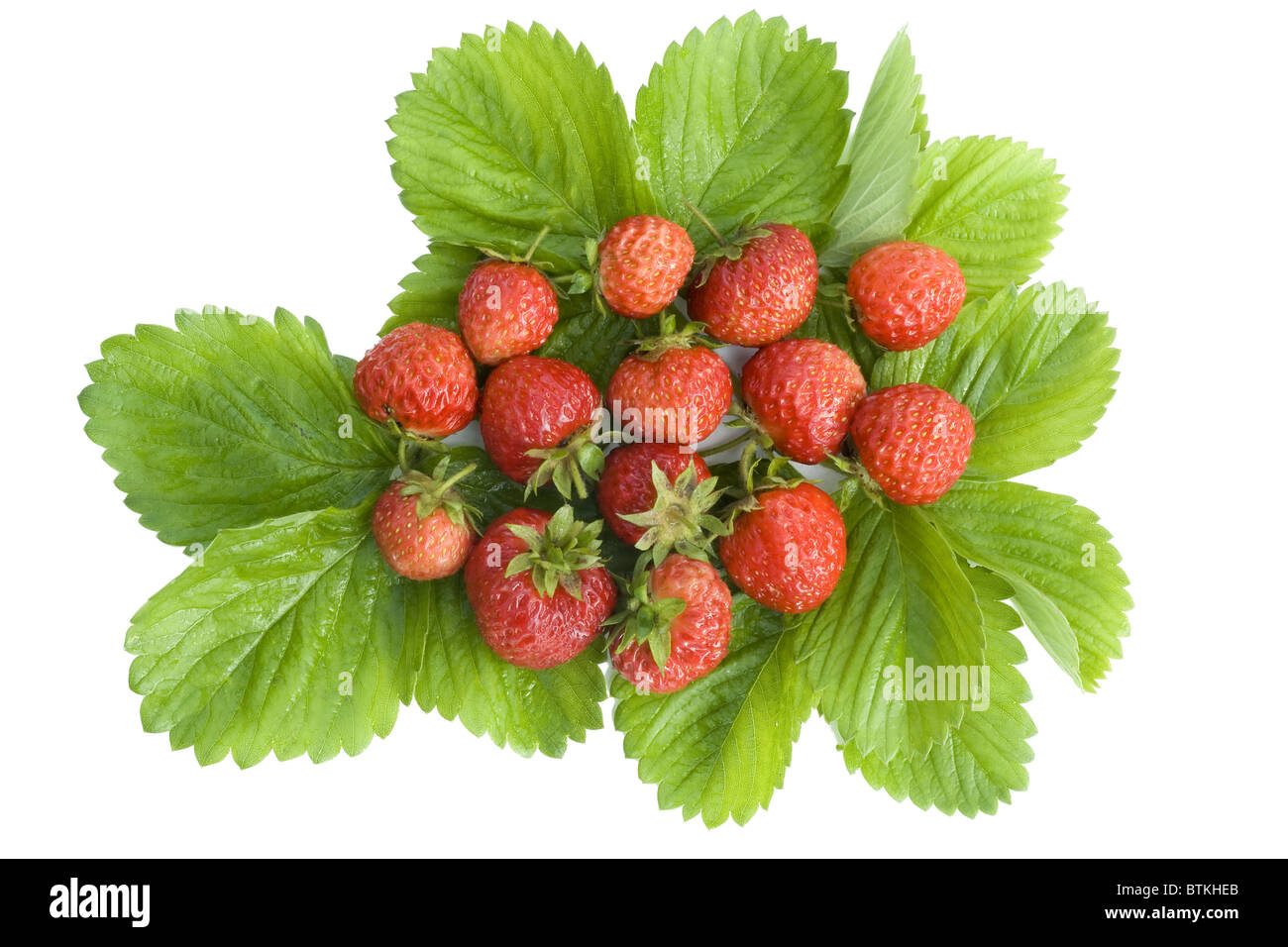 wild strawberry Stock Photo