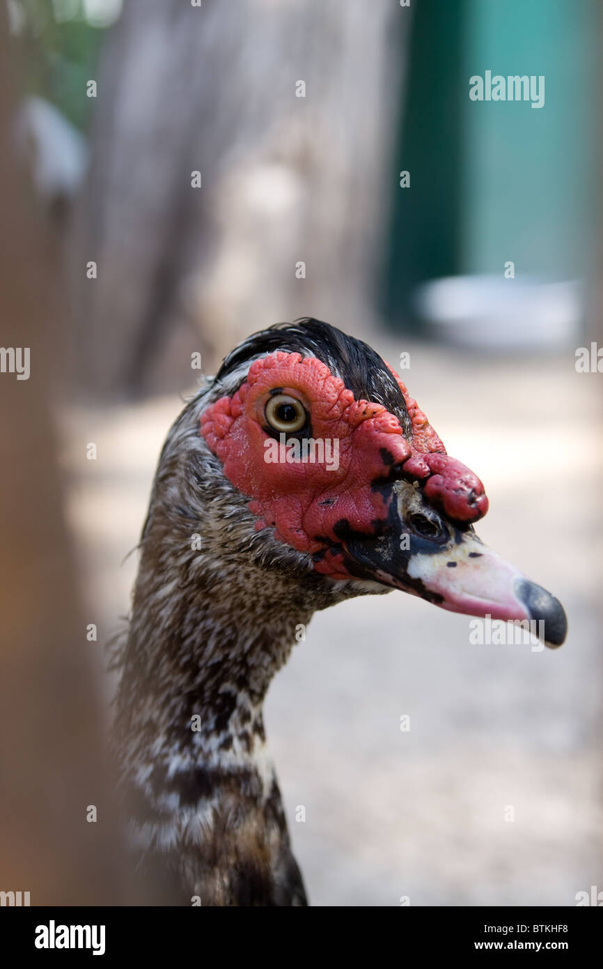 Head of muscovy duck Stock Photo - Alamy