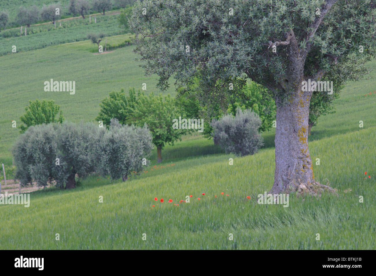 Olive trees near Macerata Le Marche Italy with poppies Stock Photo