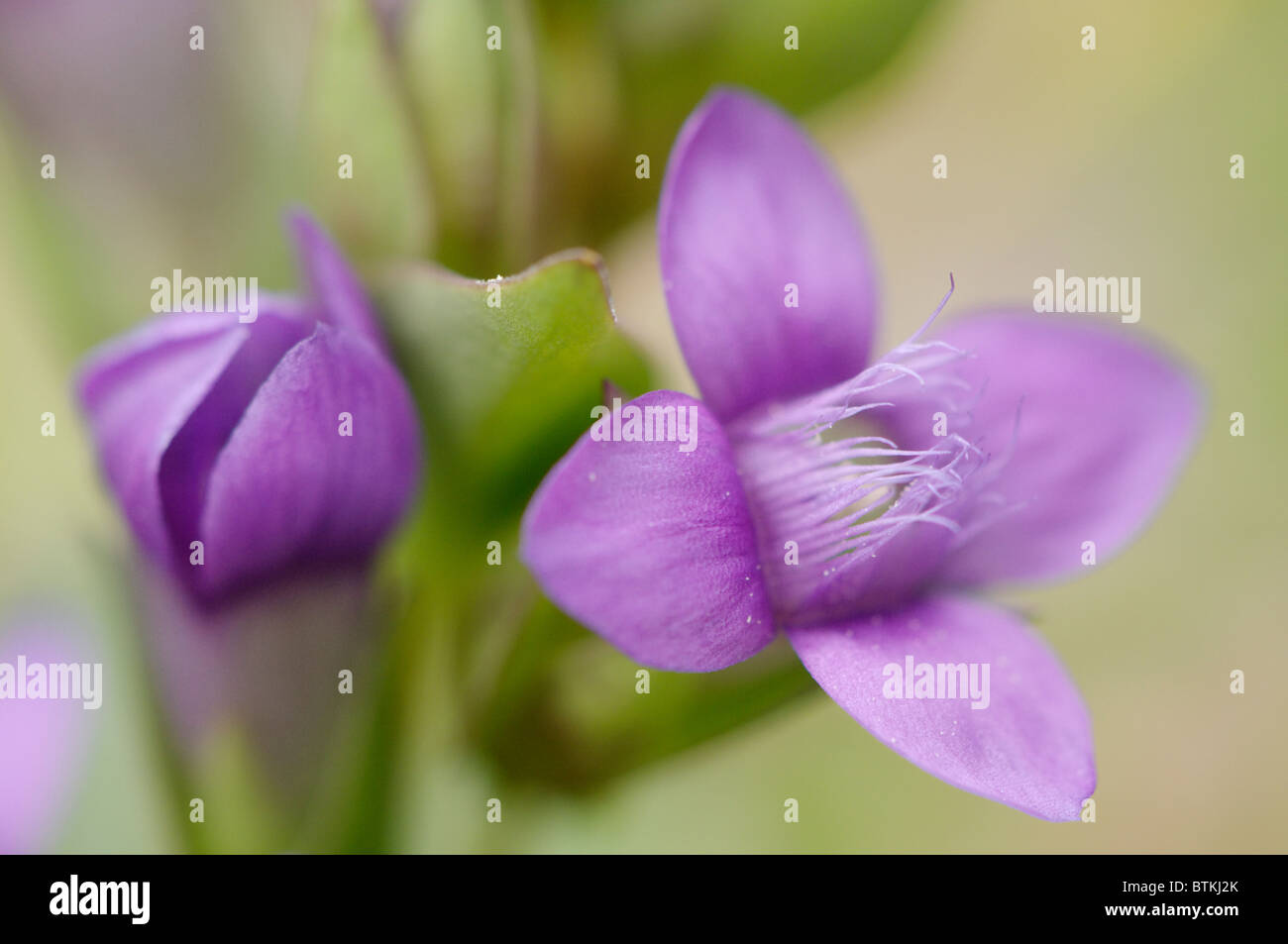 A close up view of a Field Gentian Stock Photo