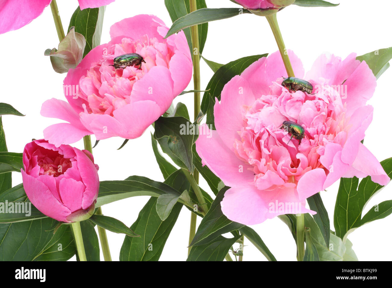 Pink peonies and bugs Stock Photo - Alamy