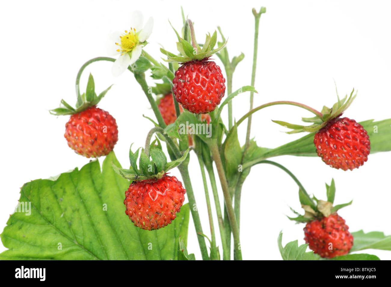 wild strawberry Stock Photo