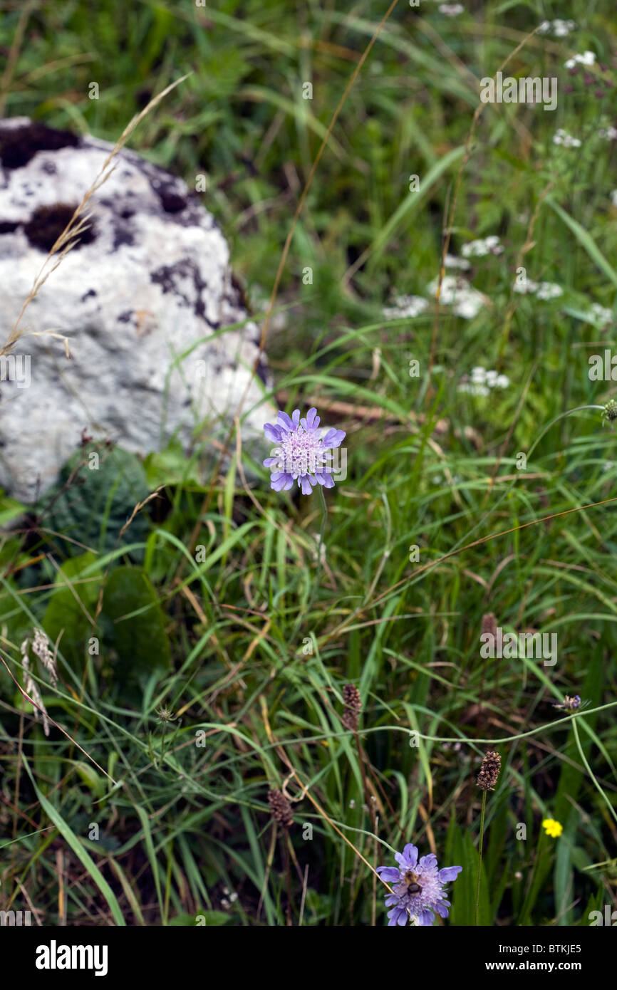 Small Scabious Lathkill Dale Derbyshire England Stock Photo