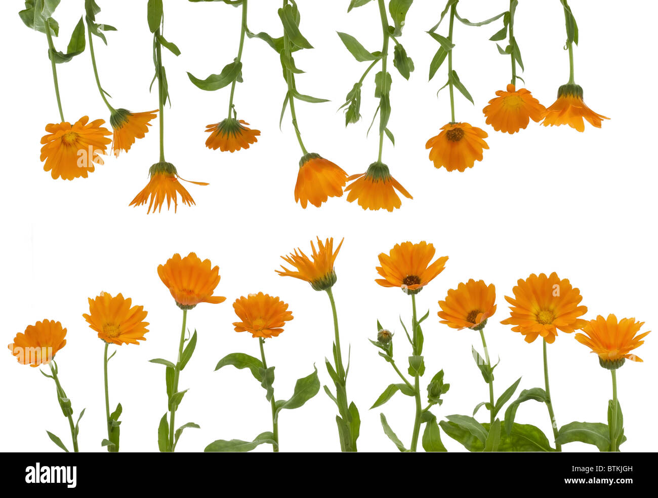 The isolated flowers of a calendula Stock Photo