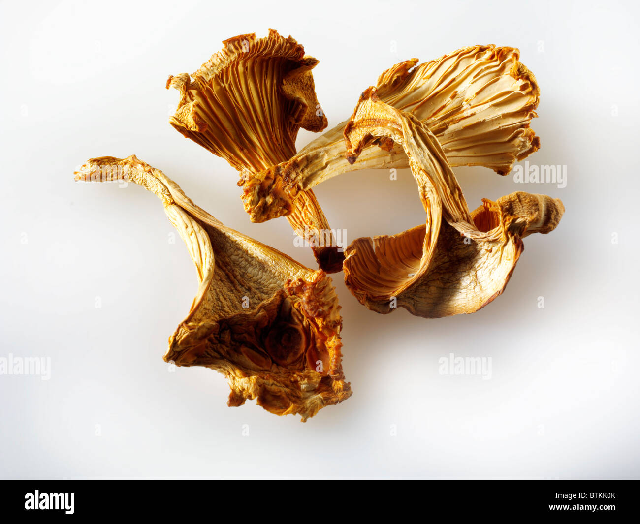 The white chanterelle mushroom hires stock photography and images Alamy
