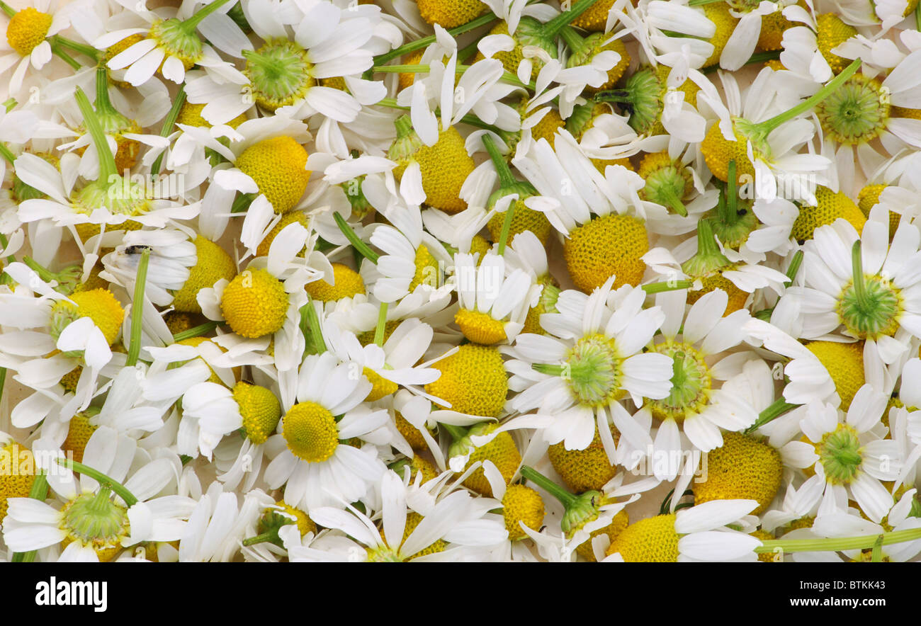 The  medical camomile Stock Photo