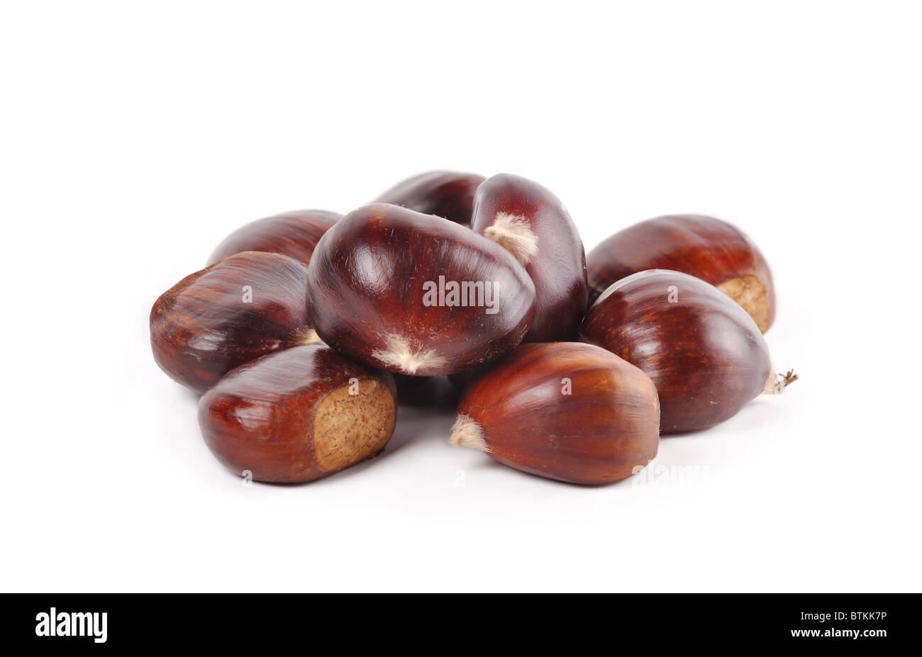 chestnut on a white background Stock Photo - Alamy