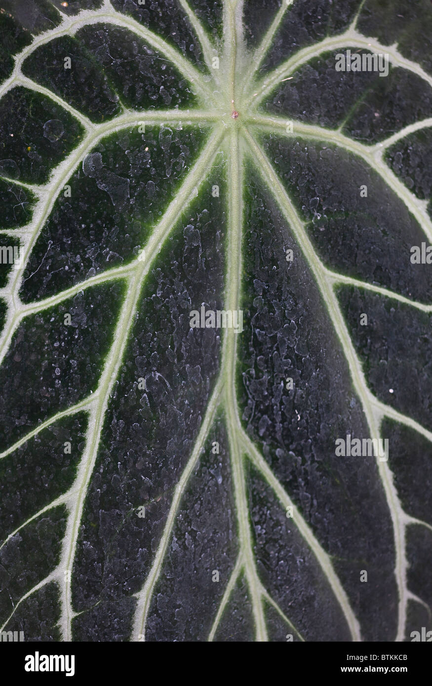 A single Crystal Anthurium (Anthurium crystallinum) leaf in close up. Stock Photo