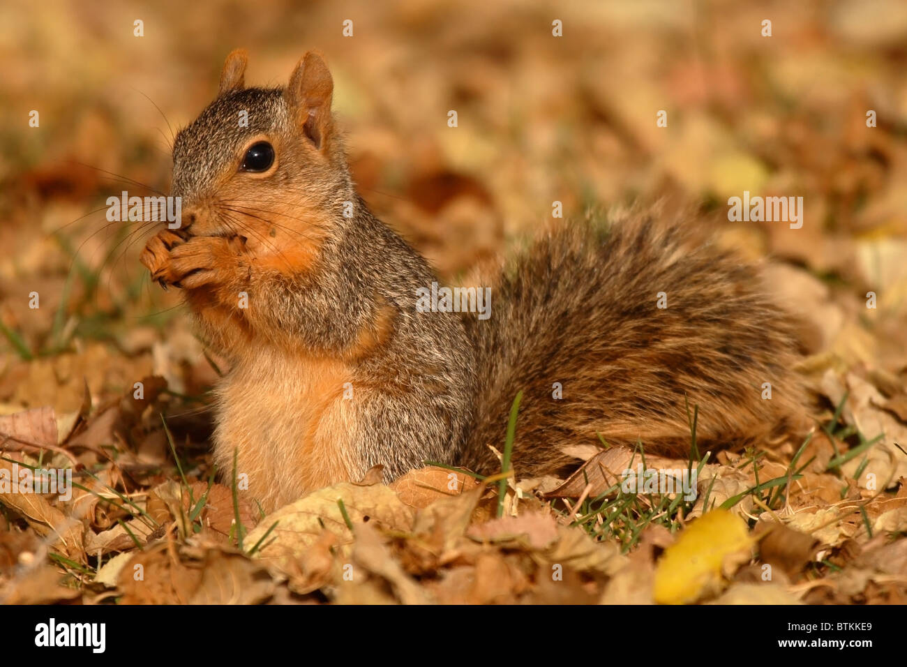Squirrel bite hires stock photography and images Alamy