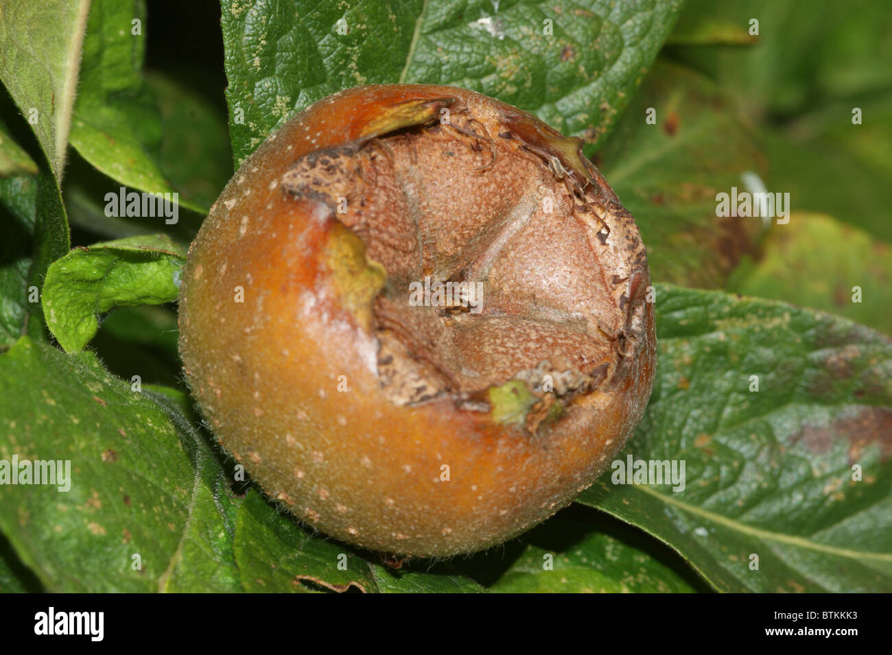 Mespilus germanica  Medlar Stock Photo