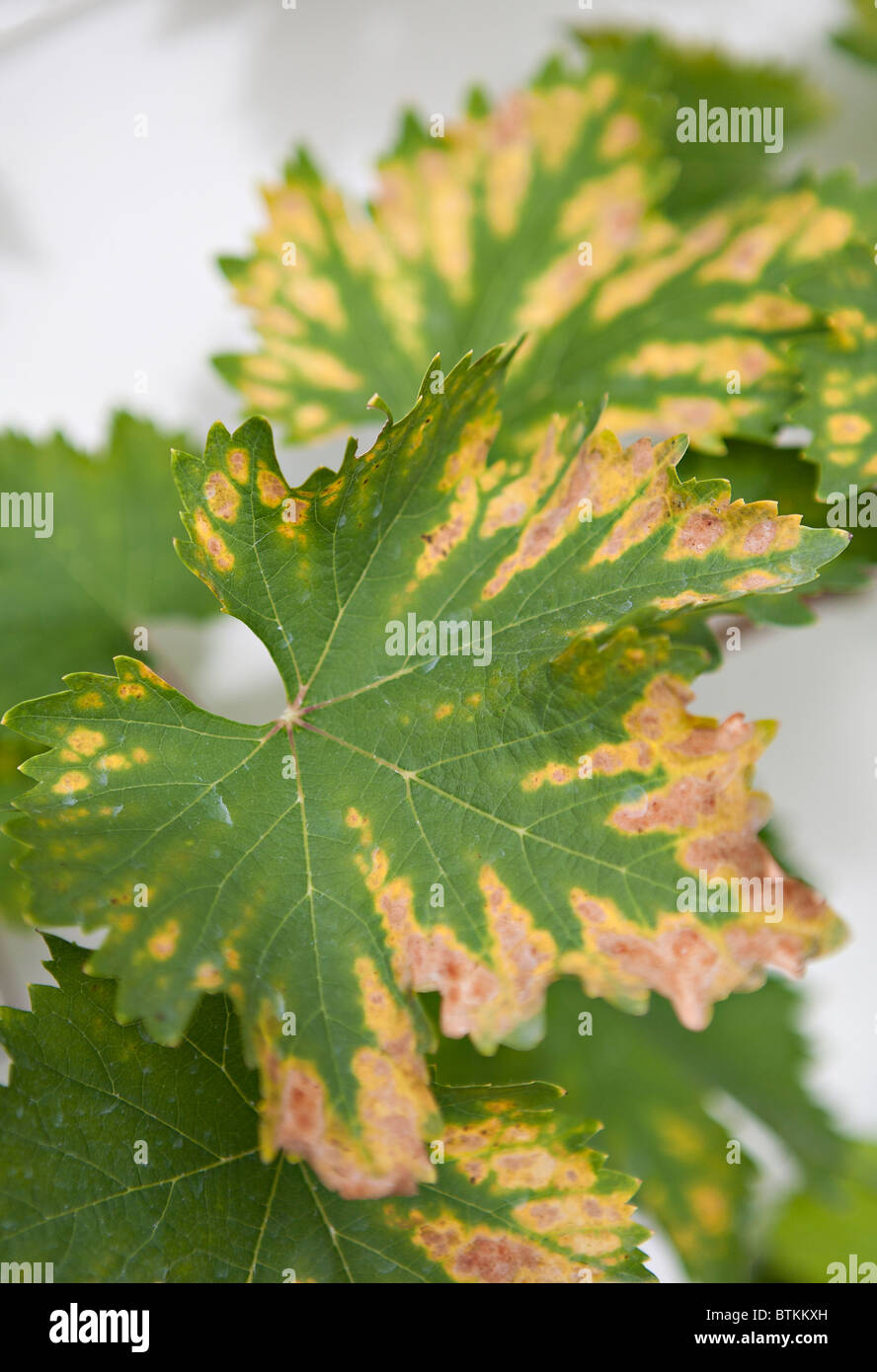 Buckland Sweetwater vine leaf in autumn Stock Photo