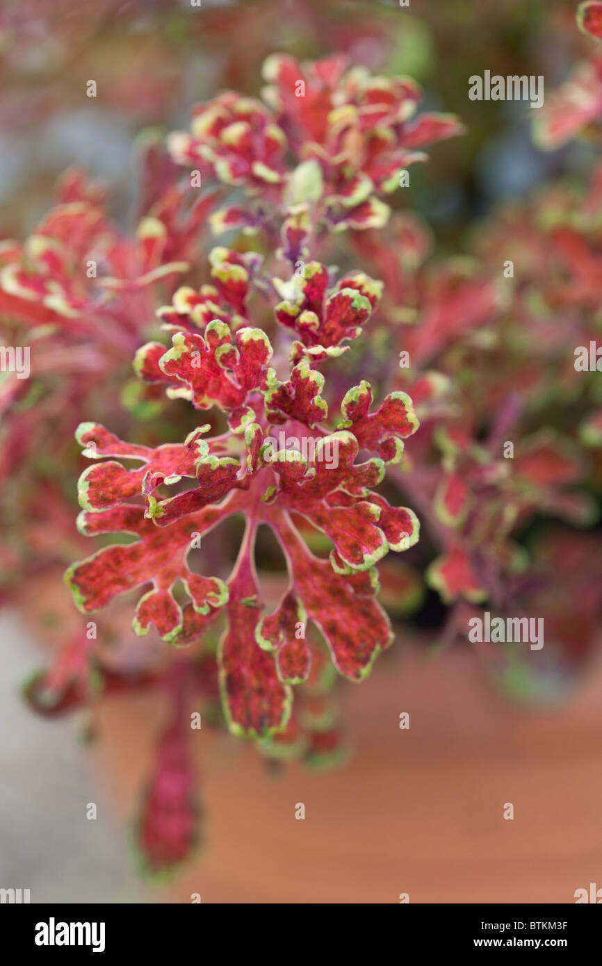 A close up portrait of the beautiful Coleus 'Coppersmith' Stock Photo