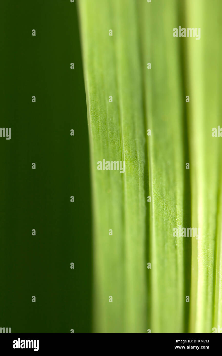 Macrophoto of the invoice of green sheet Stock Photo Alamy