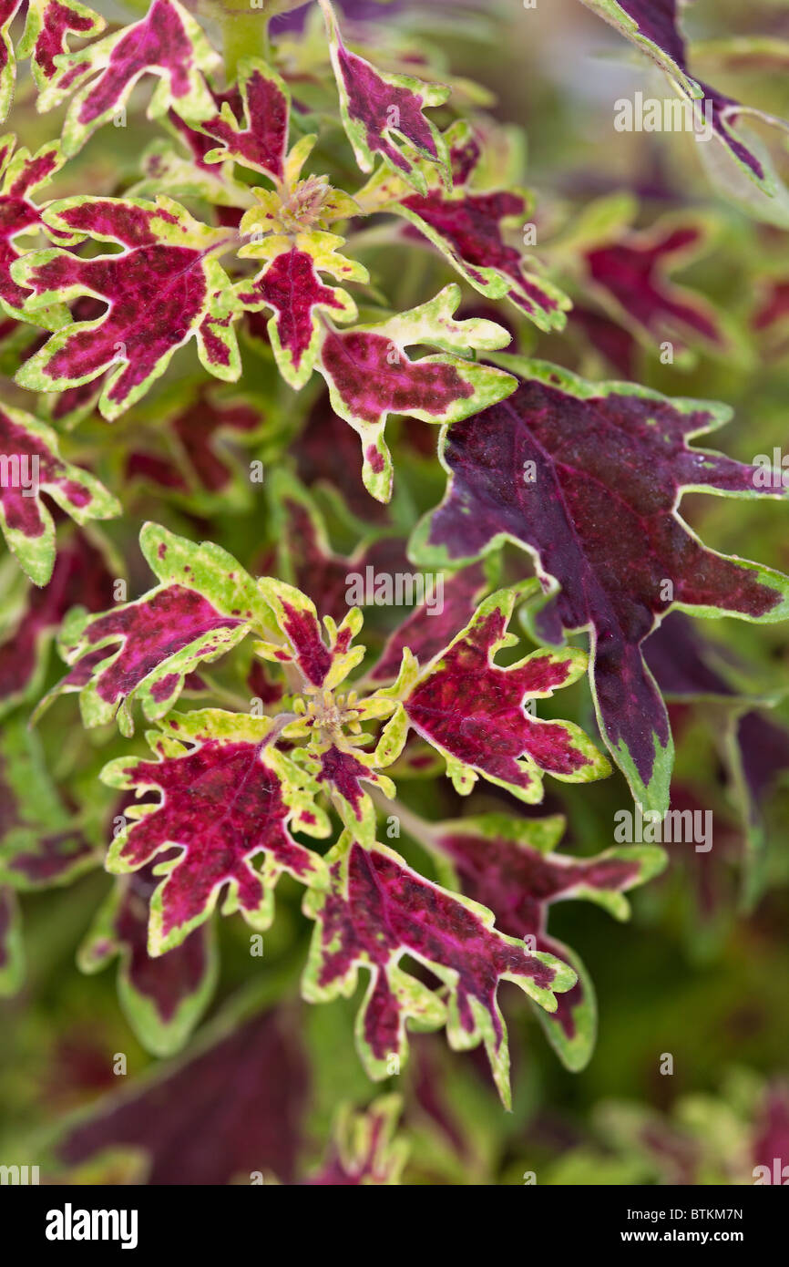 Coleus Wisley Tapestry Stock Photo 32395097 Alamy