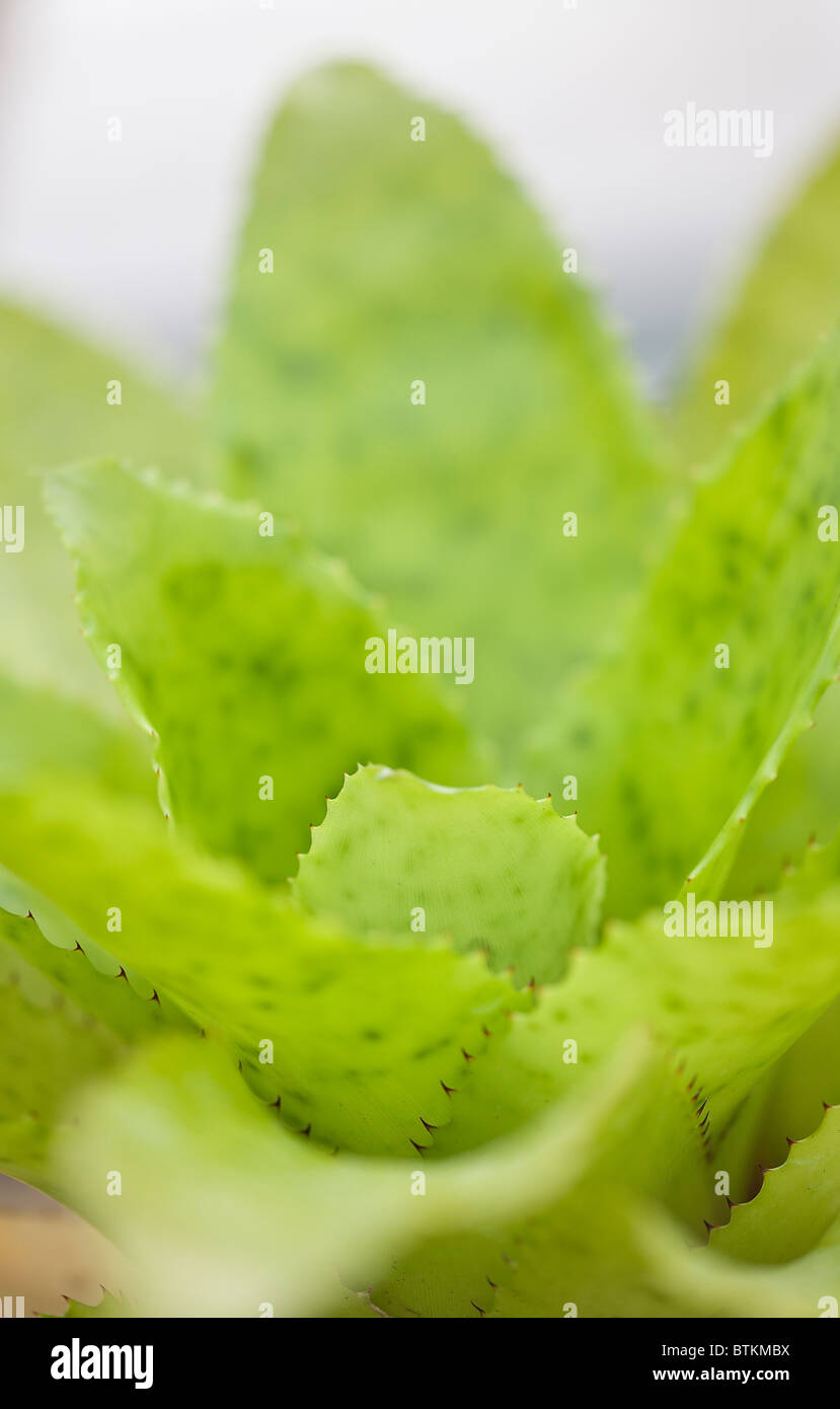 A close up of the leaves of The Tufted Airplant (Guzmania bromeliad) Stock Photo
