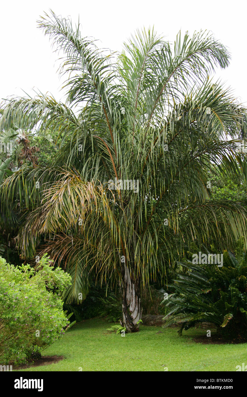 Palm Tree, Arecaceae. Lowveld National Botanical Garden, Nelspruit, Mpumalanga, South Africa. Stock Photo