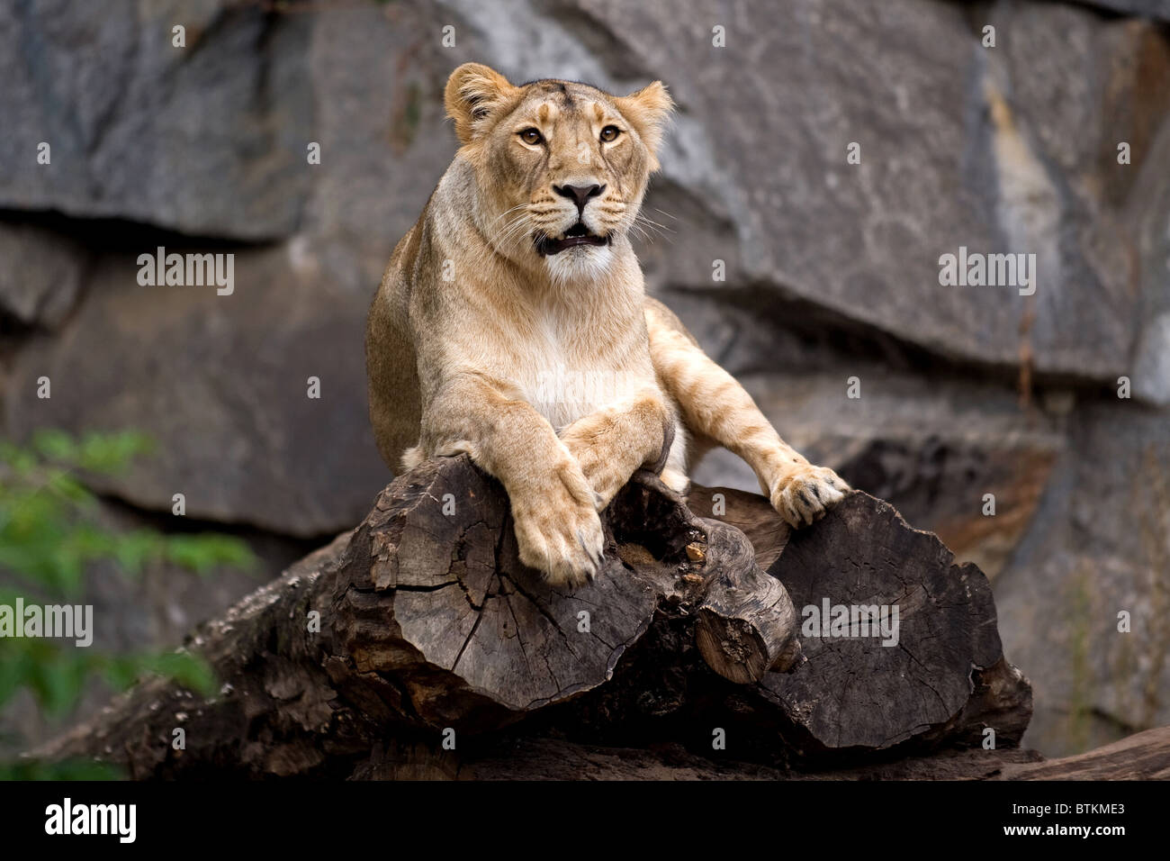 A female lion at the Berlin zoo Stock Photo