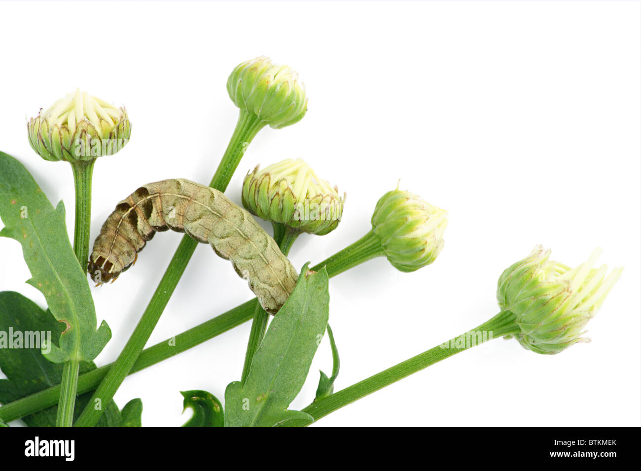Caterpillar on daisy buds Stock Photo